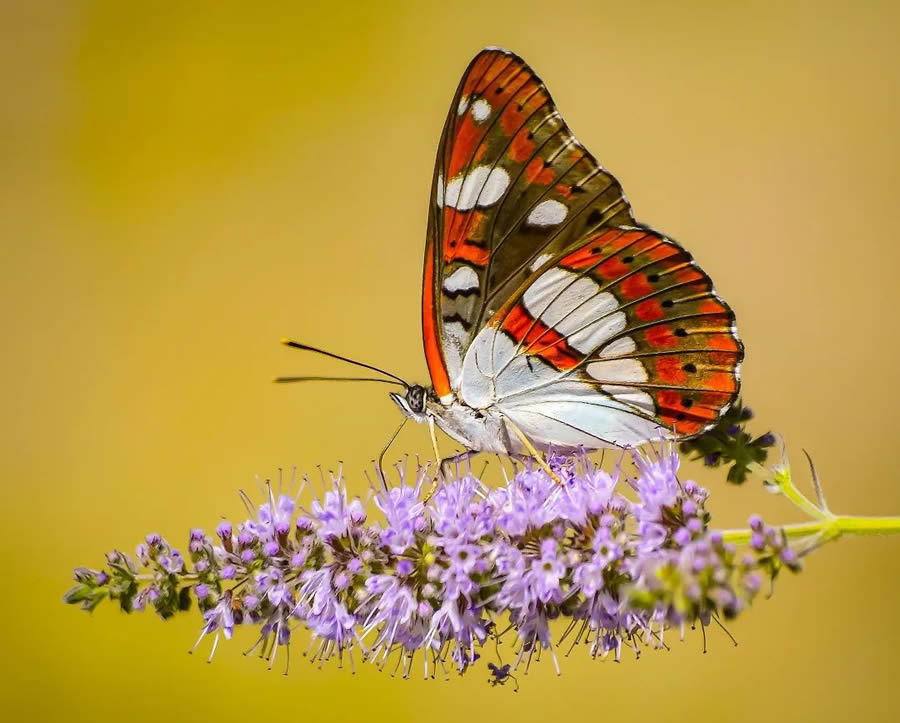 Butterflies Macro Photography By Soykan Said