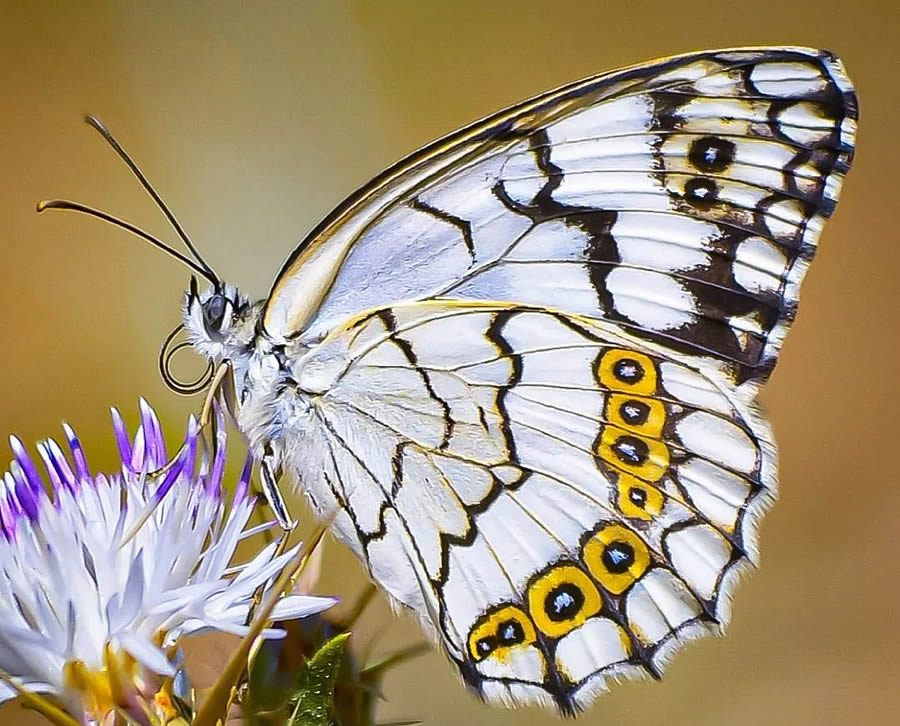 Butterflies Macro Photography By Soykan Said