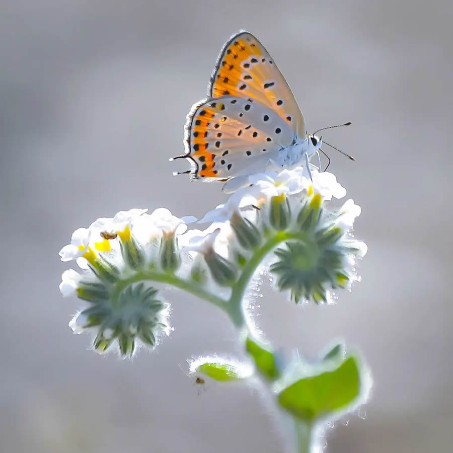 Butterflies Macro Photography By Soykan Said