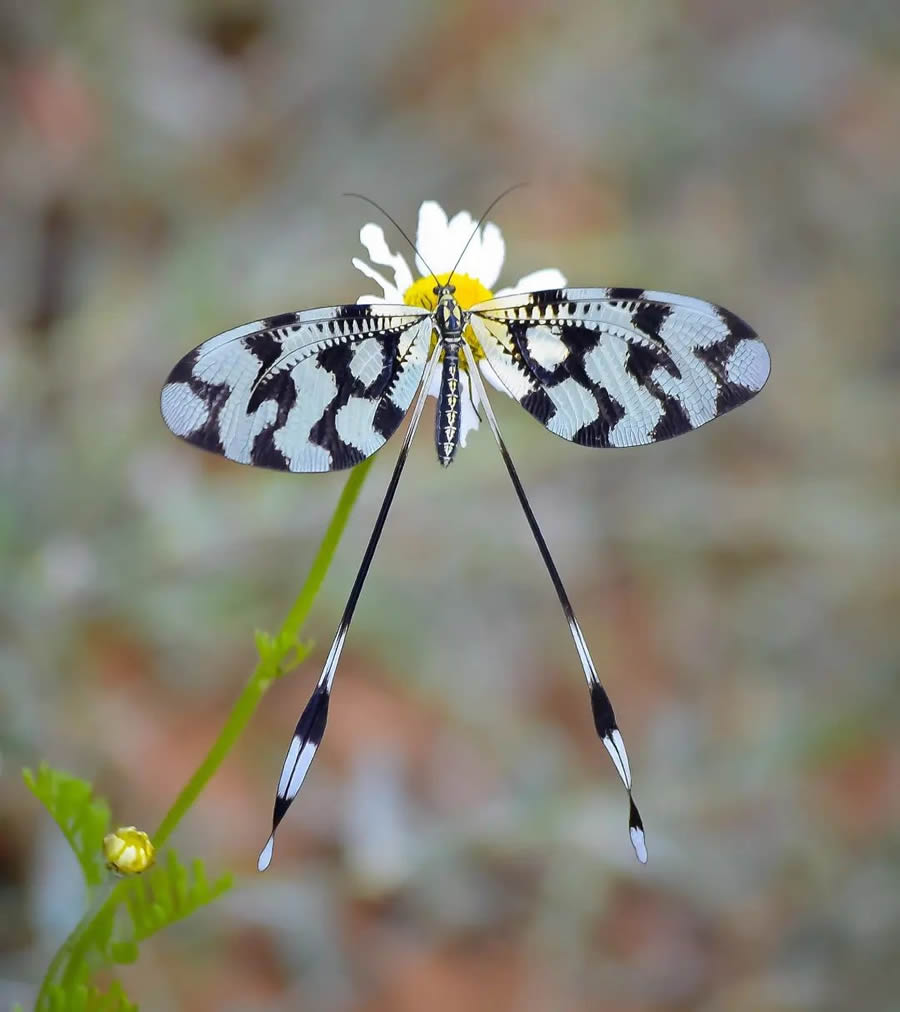 Butterflies Macro Photography By Soykan Said