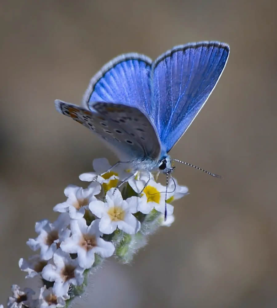 Butterflies Macro Photography By Soykan Said