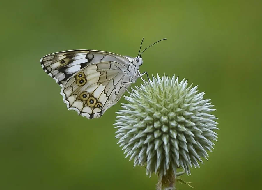 Butterflies Macro Photography By Soykan Said