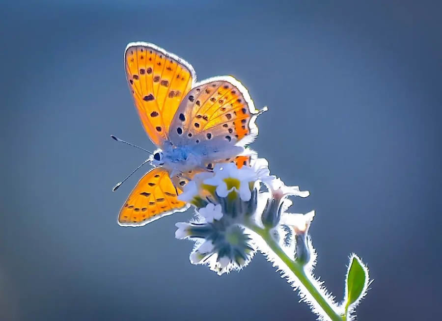 Butterflies Macro Photography By Soykan Said