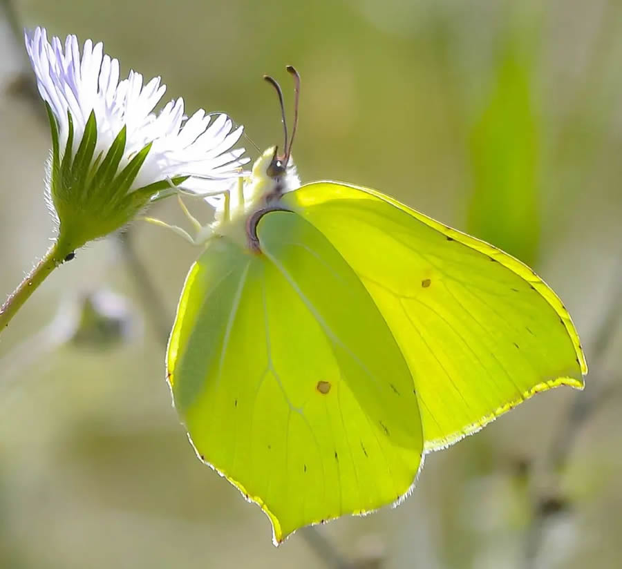 Butterflies Macro Photography By Soykan Said