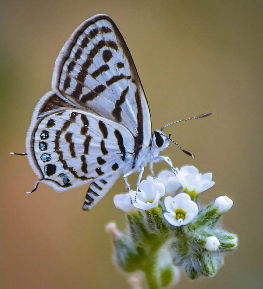 Butterflies Macro Photography By Soykan Said