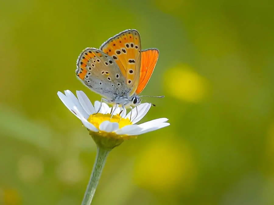 Butterflies Macro Photography By Soykan Said