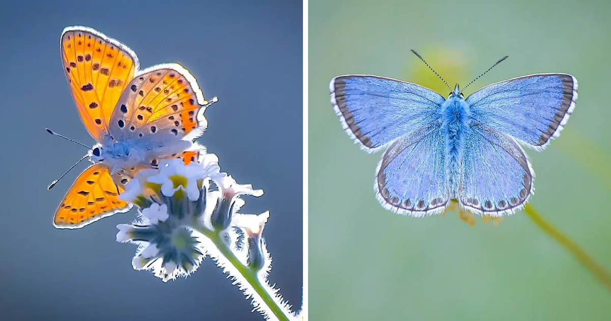 Nature Photographer Soykan Said Captures Enchanting Macro Photos Of Butterflies