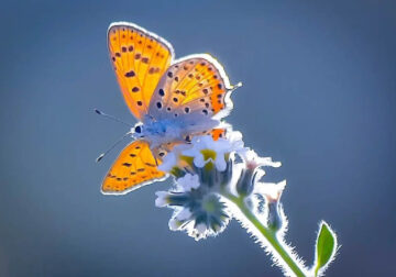 Butterflies Macro Photography By Soykan Said