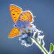 Butterflies Macro Photography By Soykan Said