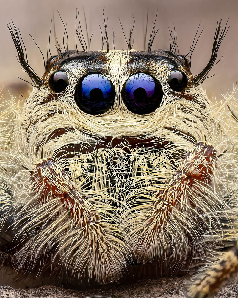 Exreme Close Up Portraits of Insects by Pete Burford