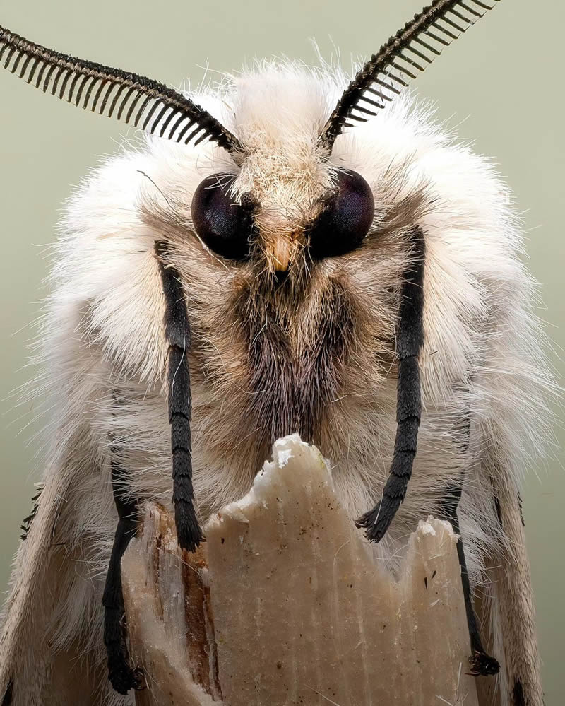 Exreme Close Up Portraits of Insects by Pete Burford