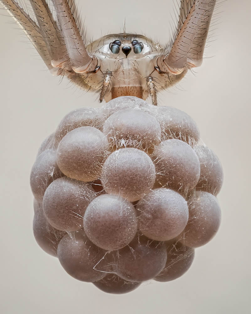 Exreme Close Up Portraits of Insects by Pete Burford