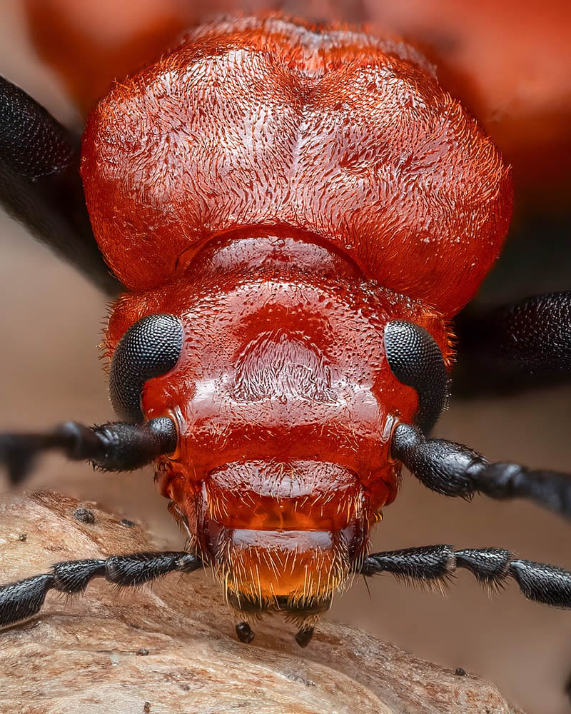 Exreme Close Up Portraits of Insects by Pete Burford