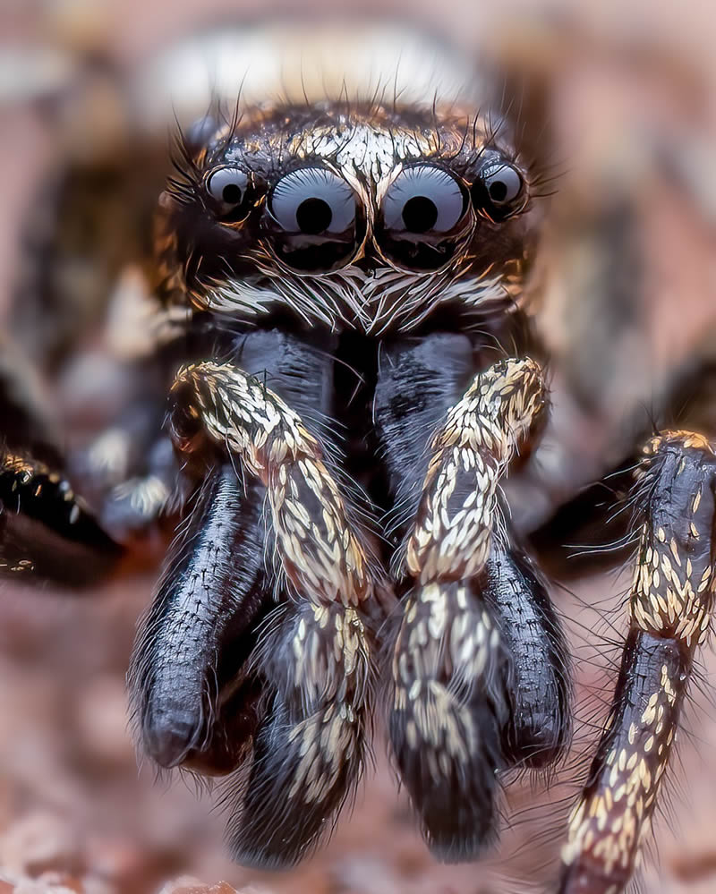 Exreme Close Up Portraits of Insects by Pete Burford