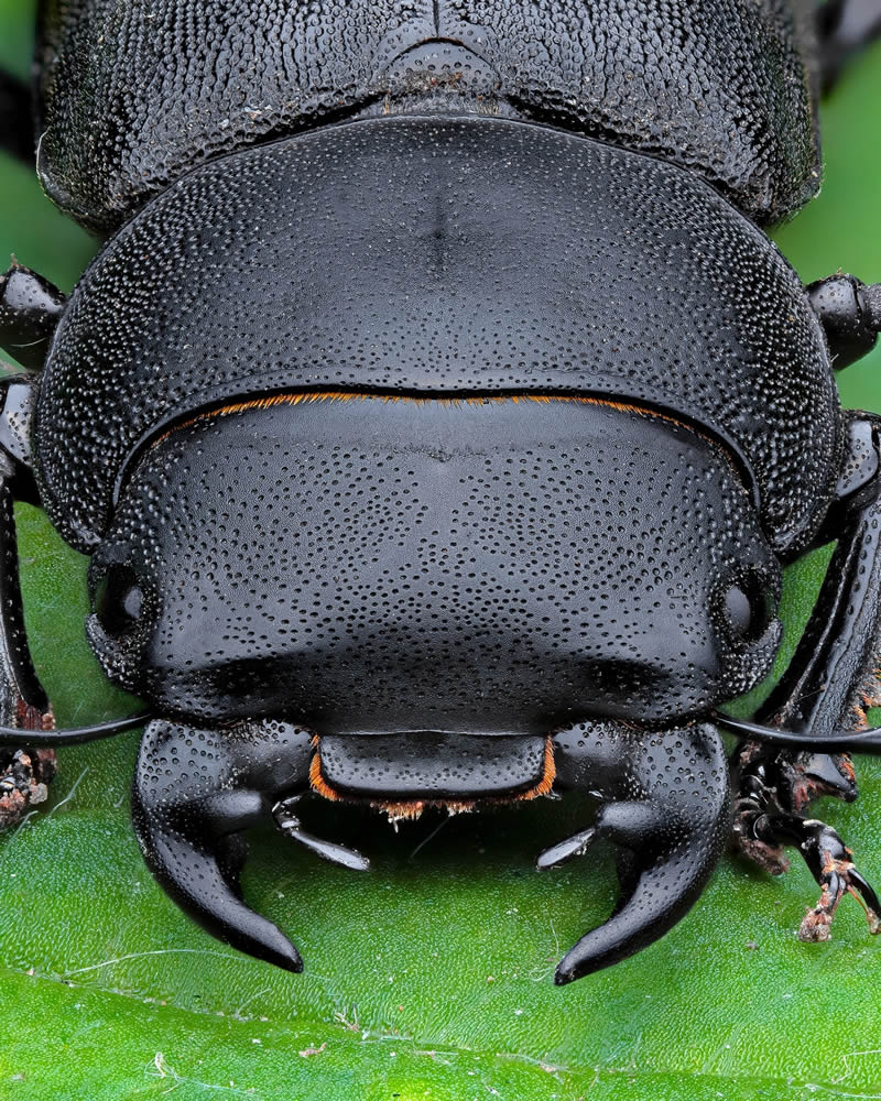 Exreme Close Up Portraits of Insects by Pete Burford