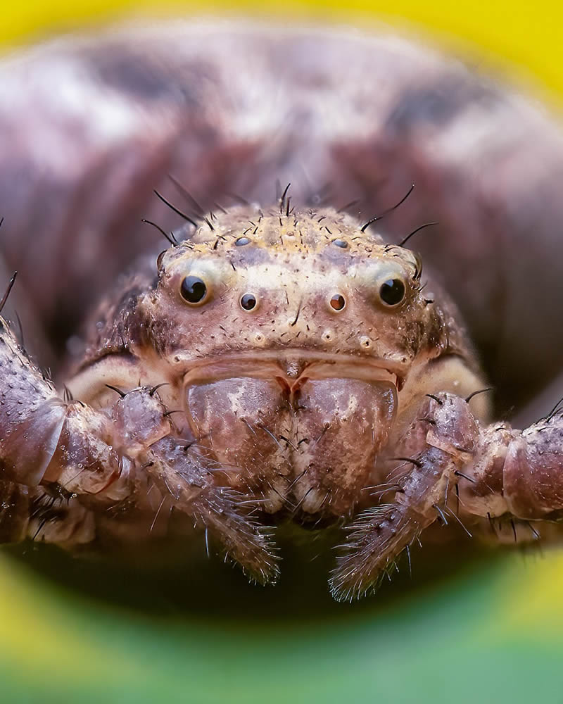 Exreme Close Up Portraits of Insects by Pete Burford