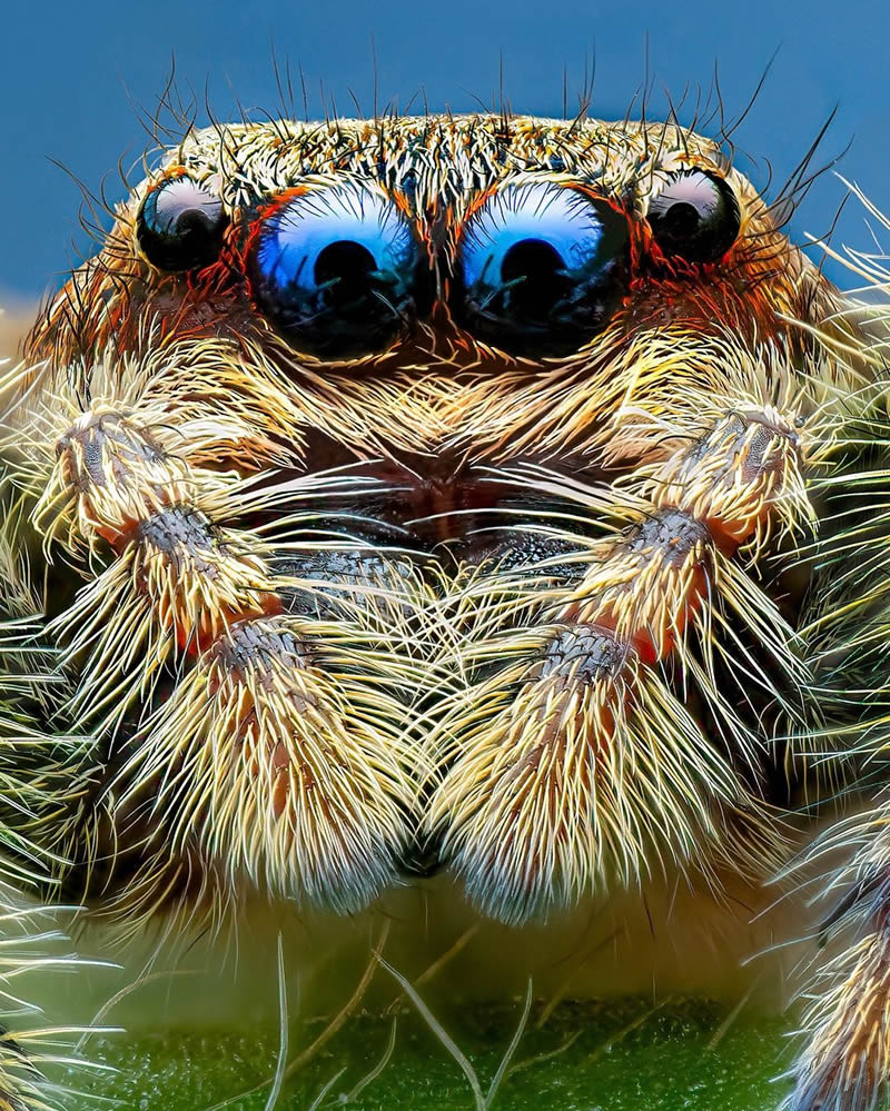 Exreme Close Up Portraits of Insects by Pete Burford