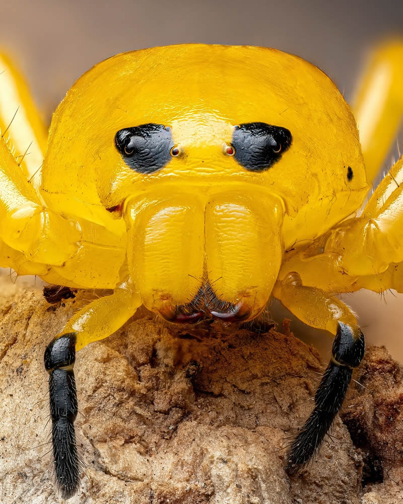 Exreme Close Up Portraits of Insects by Pete Burford