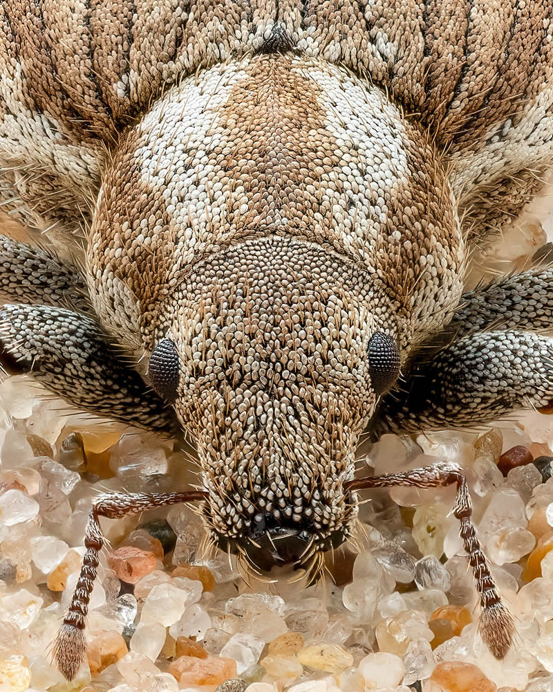 Exreme Close Up Portraits of Insects by Pete Burford