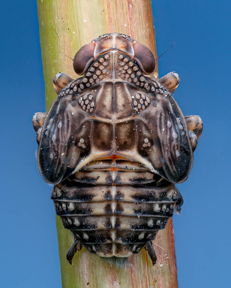 Exreme Close Up Portraits of Insects by Pete Burford