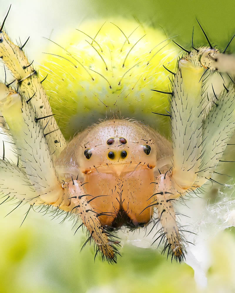 Exreme Close Up Portraits of Insects by Pete Burford