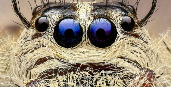 Award-Winning Macro Photographer Pete Burford Captures Stunning Close-Up Portraits of Insects