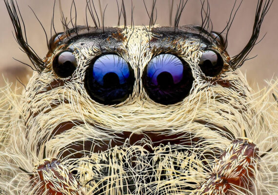 Award-Winning Macro Photographer Pete Burford Captures Stunning Close-Up Portraits of Insects