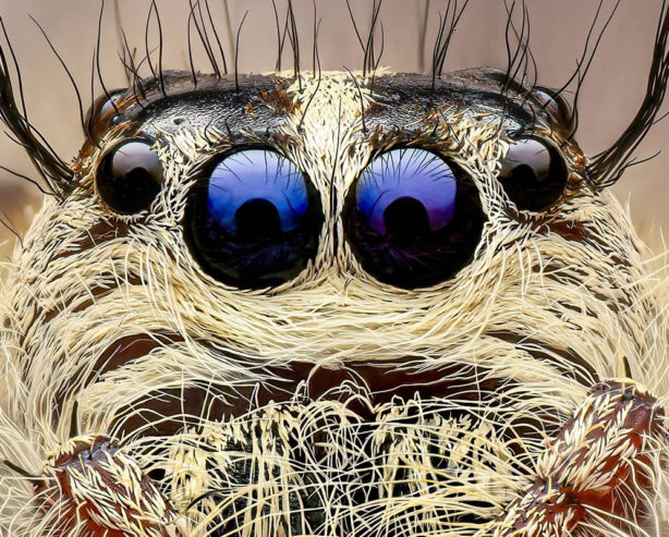 Award-Winning Macro Photographer Pete Burford Captures Stunning Close-Up Portraits of Insects