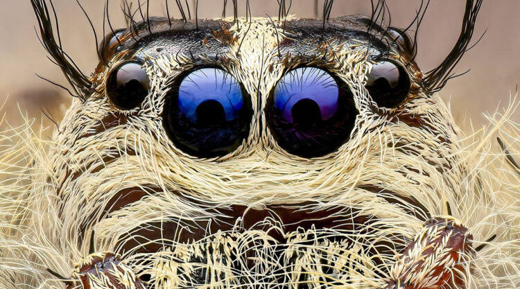 Exreme Close Up Portraits of Insects by Pete Burford