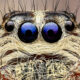 Exreme Close Up Portraits of Insects by Pete Burford