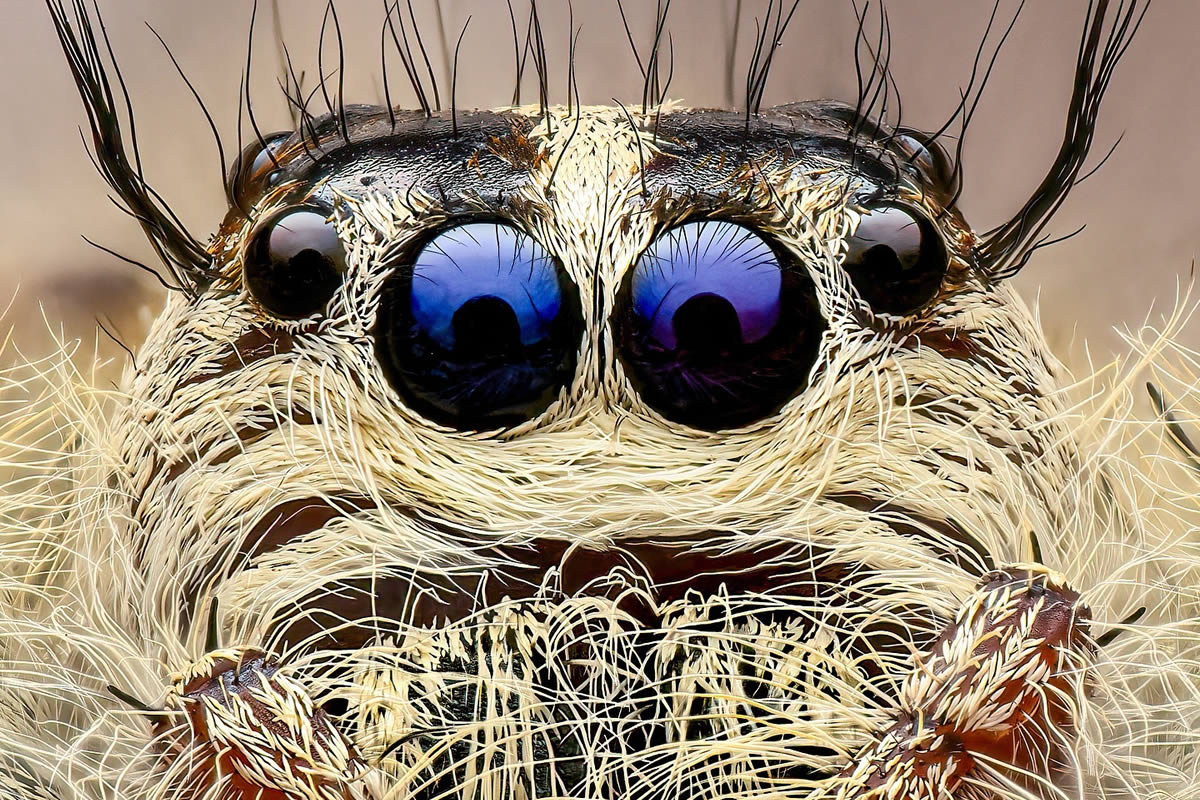 Exreme Close Up Portraits of Insects by Pete Burford