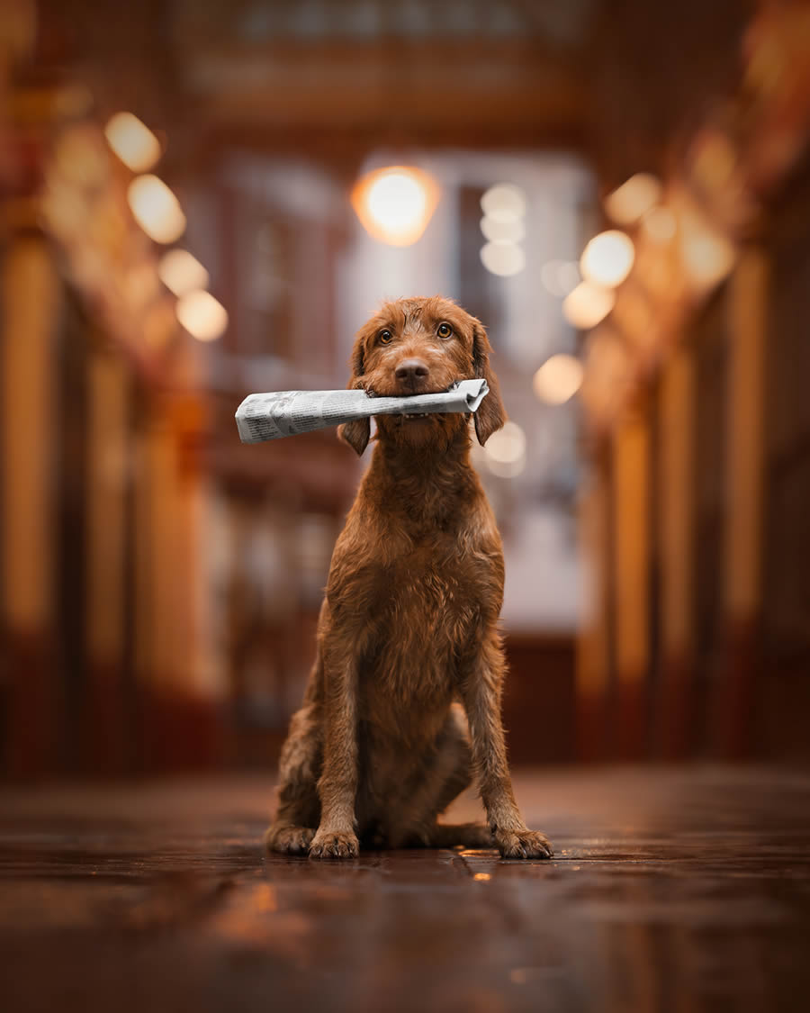 Dog Photography Awards 2024 Winners