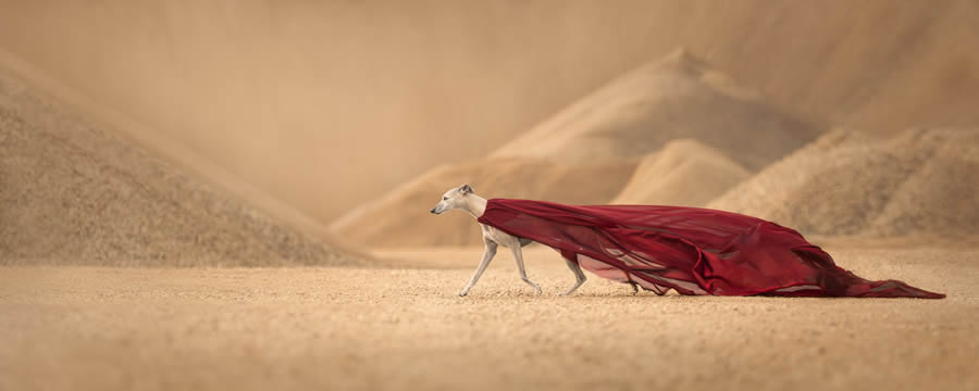 Dog Photography Awards 2024 Winners