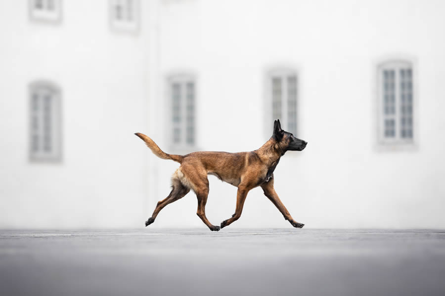 Dog Photography Awards 2024 Winners