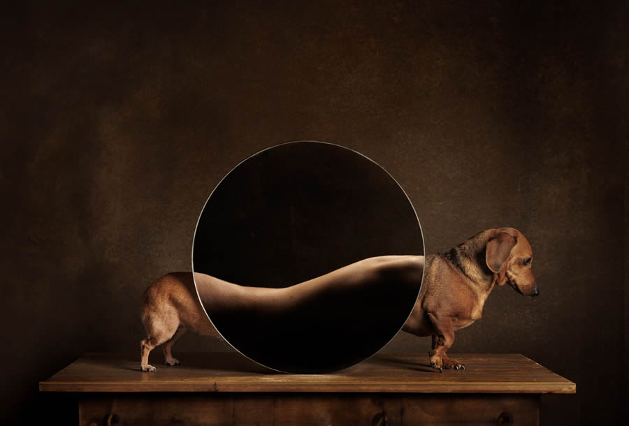 Dog Photography Awards 2024 Winners