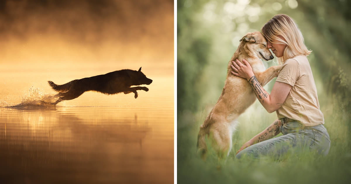 The 2024 Dog Photography Awards Celebrates Pet Photography’s Finest