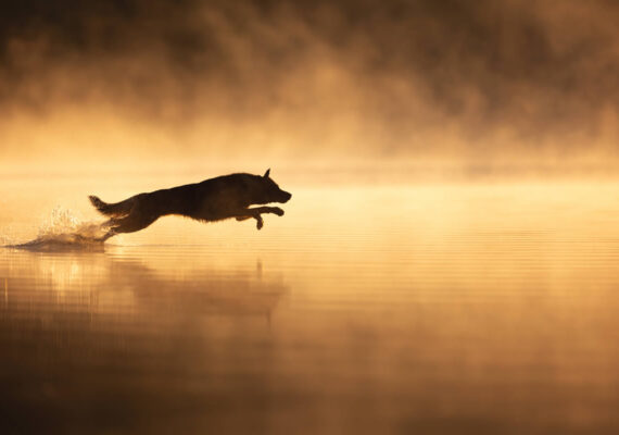 The 2024 Dog Photography Awards Celebrates Pet Photography’s Finest