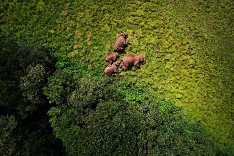 Siena Drone Wildlife Photography Awards