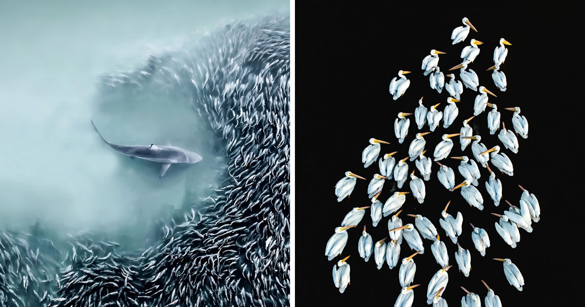 Outstanding Wildlife-Winners from the 2024 Siena Drone Photography Awards