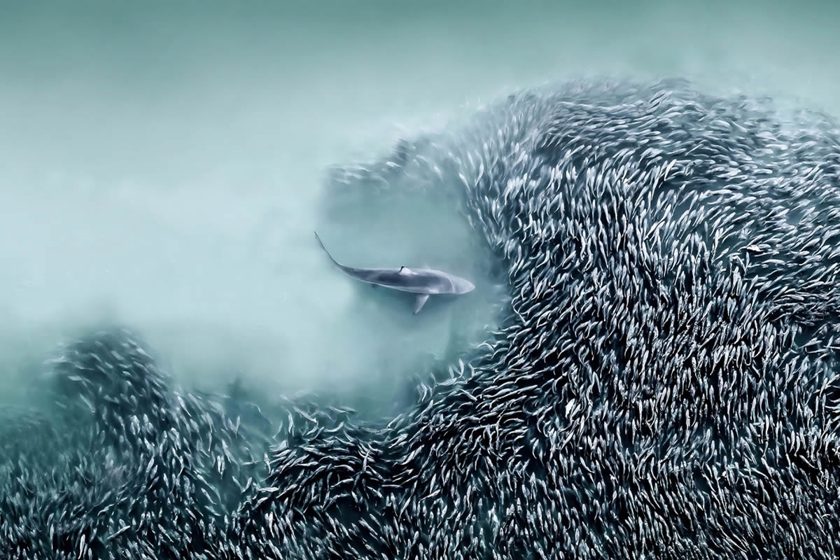 Siena Drone Wildlife Photography Awards