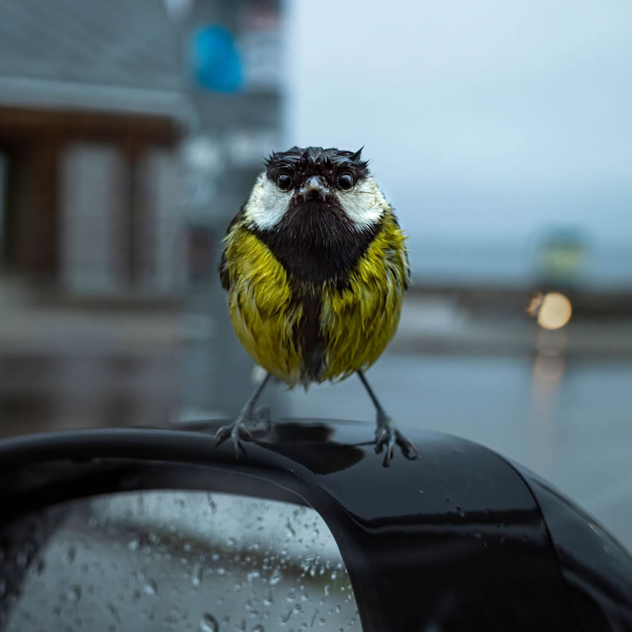 Bird and Animals 2024 European Nature Photographer of the Year Awards