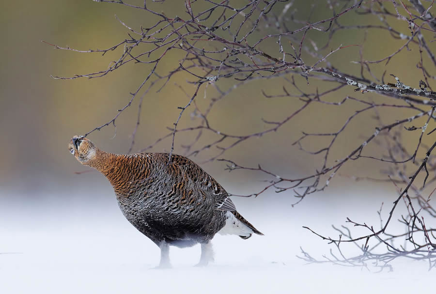 Bird and Animals 2024 European Nature Photographer of the Year Awards