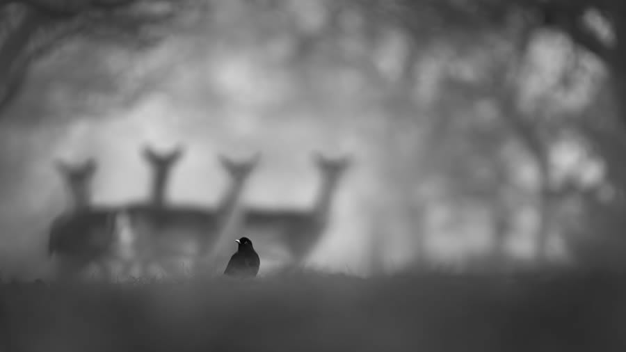 Bird and Animals 2024 European Nature Photographer of the Year Awards