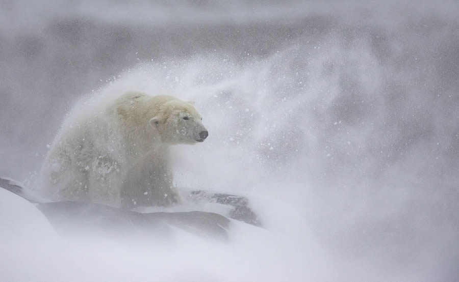 Bird and Animals 2024 European Nature Photographer of the Year Awards