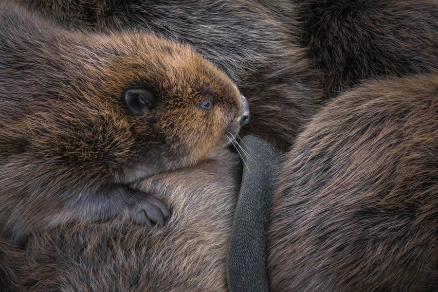 Bird and Animals 2024 European Nature Photographer of the Year Awards