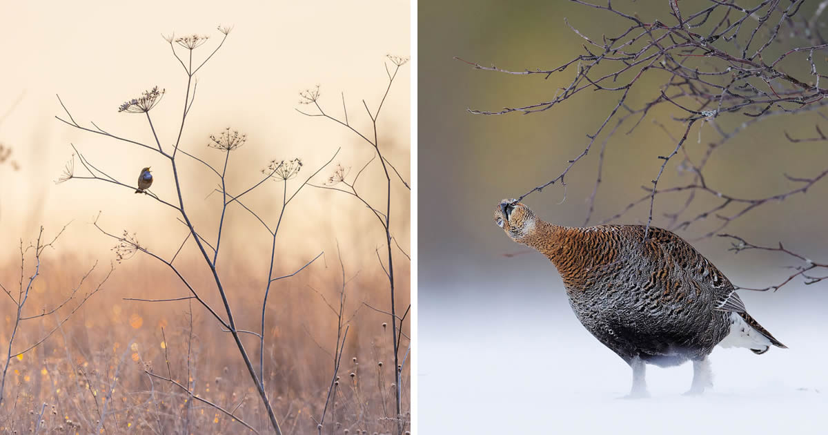 20 Amazing Bird and Animal Winners from the 2024 European Nature Photographer of the Year Awards