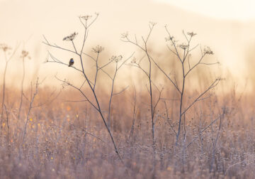 Bird and Animals 2024 European Nature Photographer of the Year Awards