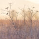 Bird and Animals 2024 European Nature Photographer of the Year Awards