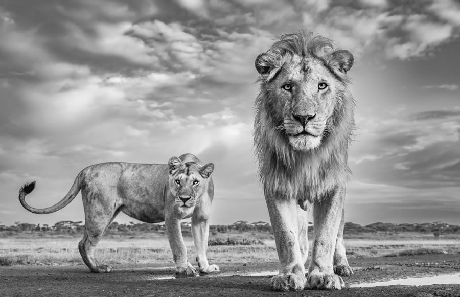 Fine Art Wildlife Photography By James Lewin