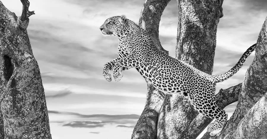 Fine Art Wildlife Photography By James Lewin